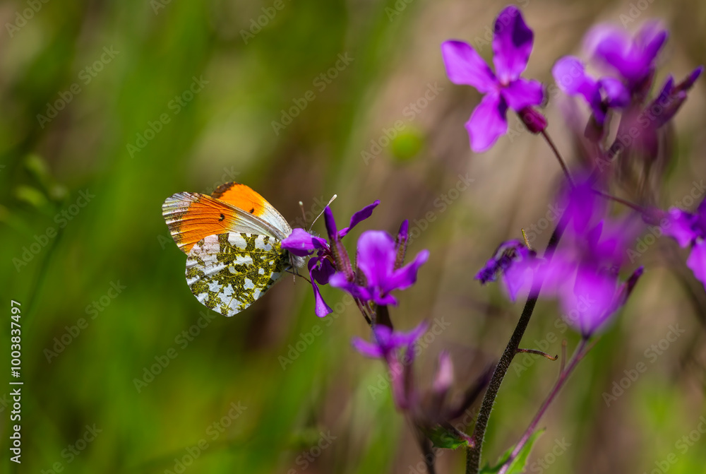 butterfly macrocharis cardamineso photography nature flower, Anthocharis cardamines butterfly macrocharis cardamineso photography nature flower, Anthocharis cardamines