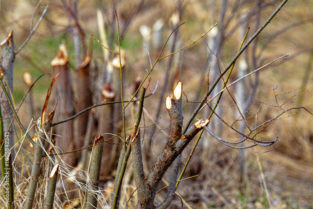 Spring feeding activity of Eurasian beaver (Castor fiber) , appetitive behaviour. The beavers cut off all the aspen shoots after wintering. Mandatory fresh food for cubs. Boreal forests Spring feeding activity of Eurasian beaver (Castor fiber) , appetitive behaviour. The beavers cut off all the aspen shoots after wintering. Mandatory fresh food for cubs. Boreal forests