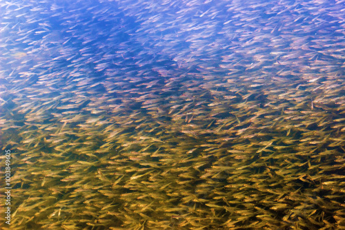 A very large number of small anchovy (Engraulis) in the sea, which allows mass fishing and the production of the famous Vietnamese fish sauce. Indian ocean the most numerous fish with high sociality photo