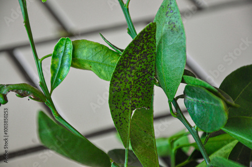 Citrus leaves affected by Asiatic canker (Xanthomonas axonopodis pv. citri) photo