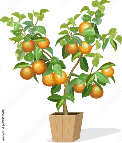 Illustration with an orange tree in a pot.Tree with ripe oranges in color vector illustration.