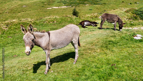 Esel weiden auf einer Bergwiese