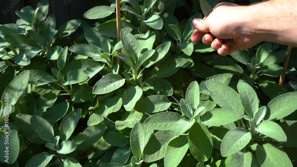 Garden Herbs. Growing and harvesting sage, thyme, rosemary, laurel and summer savory. Flowering Aromatic Herbs in the Herb Garden. Close up Herbs. Garden Herbs. Growing and harvesting sage, thyme, rosemary, laurel and summer savory. Flowering Aromatic Herbs in the Herb Garden. Close up Herbs.