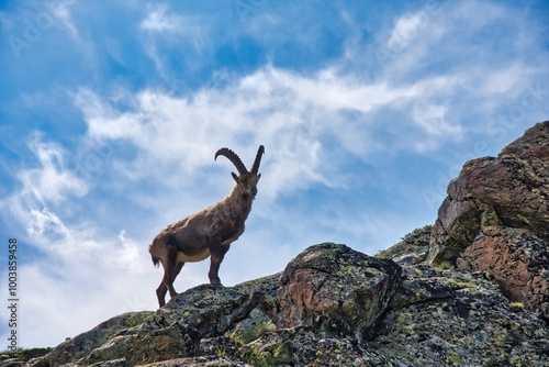 Fotografi Portrait of alpine ibex on mountain Switzerland Zermatt