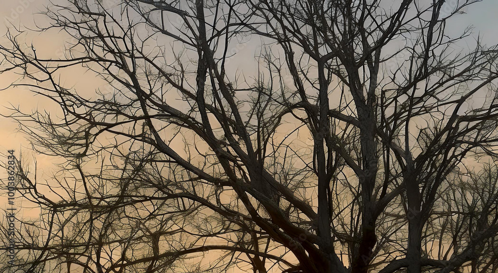 A barren tree stands tall against a clear sky, its branches reaching without leaves. A barren tree stands tall against a clear sky, its branches reaching without leaves.