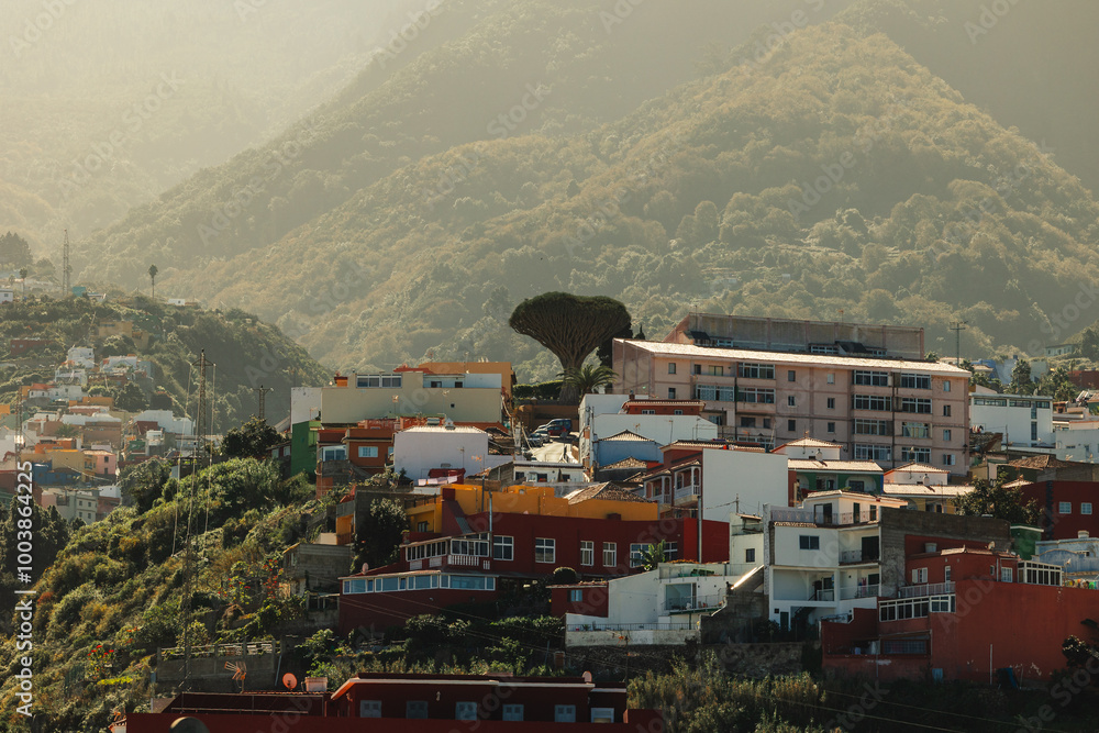 Town Realejo Bajo with biulding and dragon tree