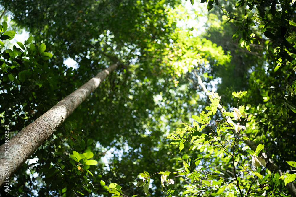 Fototapeta premium Environmental Conservation, Emphasizing Importance of Green Leaves and Trees in Forests, Sustainable Concept for Protecting Our Planet, Supporting Eco-Friendly Growth and Global Care for Nature Energy