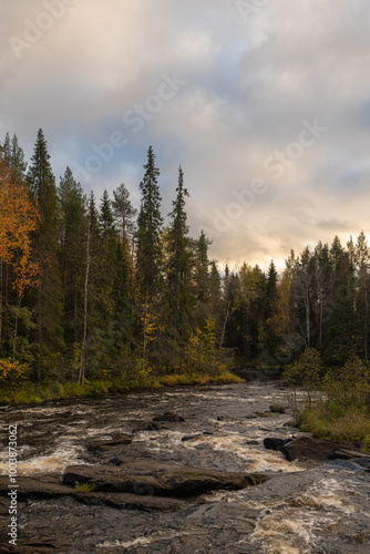 Autumn Forest Stream in Rovaniemi – Tall Pines and Clear Water in Lapland