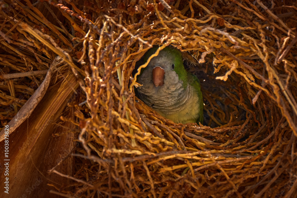 Monk parakeet, Myiopsitta monachus, grey green parrot in nature habitat, palm tree nest. Monk parrot, hot summer day in La Herradura, Andalusia in Spain. Bird nesting behaviour in Europe. Monk parakeet, Myiopsitta monachus, grey green parrot in nature habitat, palm tree nest. Monk parrot, hot summer day in La Herradura, Andalusia in Spain. Bird nesting behaviour in Europe.