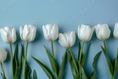 Row of Elegant White Tulips on a Soft Blue Background, Symbolizing Simplicity, Nature, and Springtime Beauty
