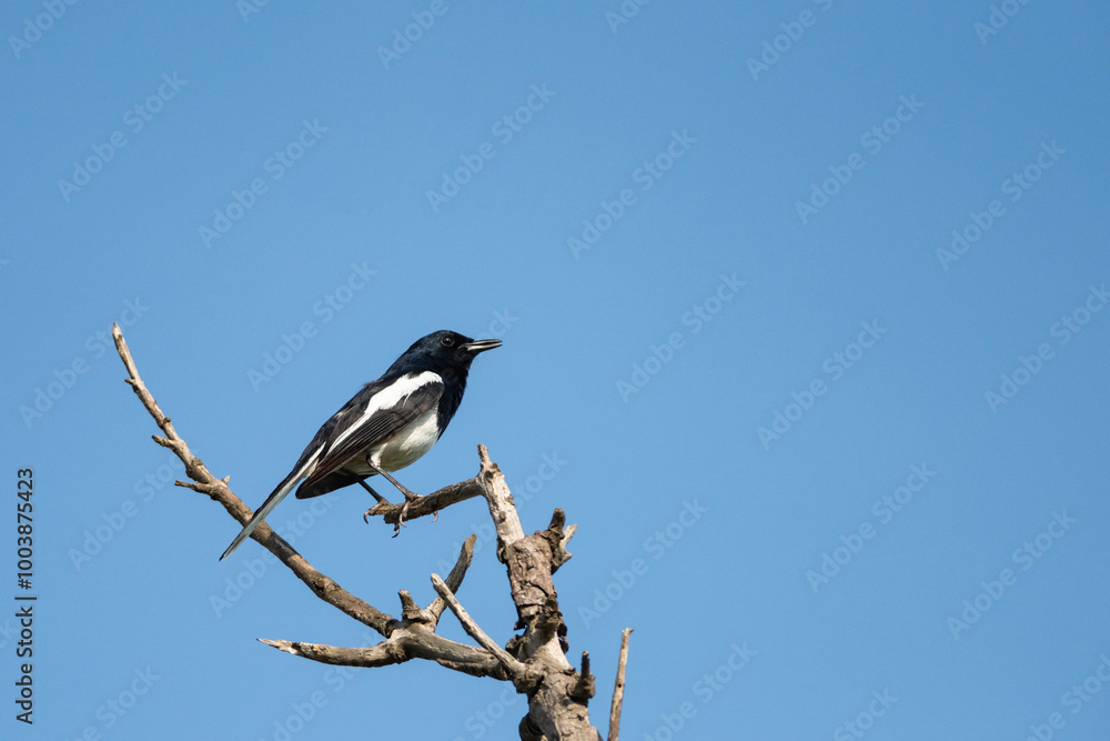 Oriental magpie robin bird