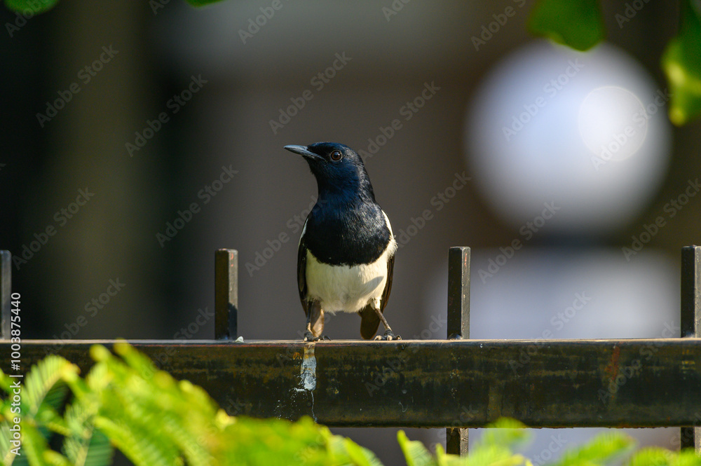 Oriental magpie robin bird