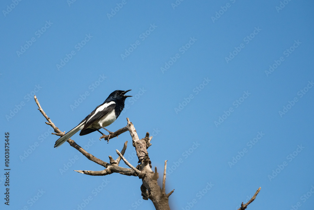 Oriental magpie robin bird