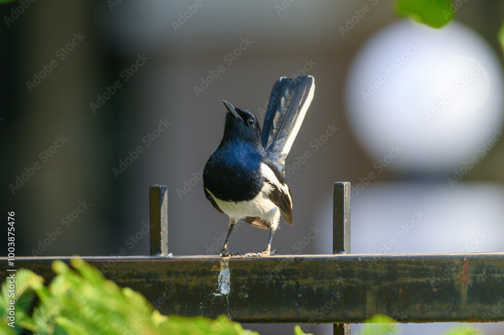 Oriental magpie robin bird