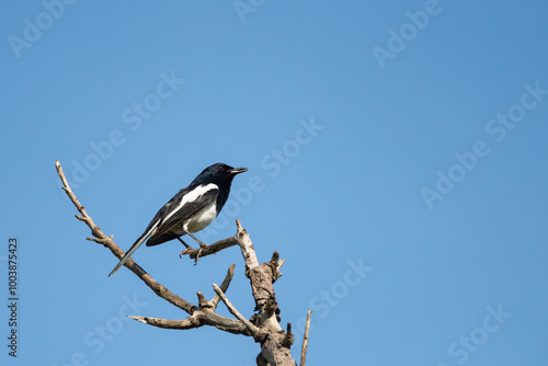 Obraz na płótnie Oriental magpie robin bird w salonie