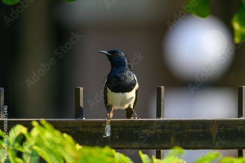 Obraz na płótnie Oriental magpie robin bird w salonie