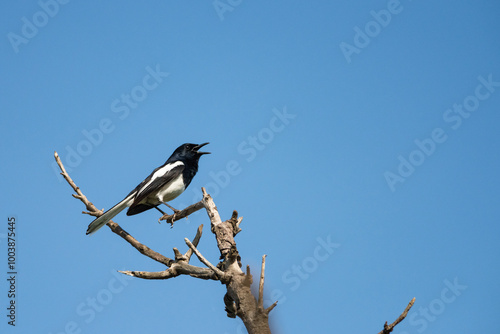 Obraz na płótnie Oriental magpie robin bird w salonie