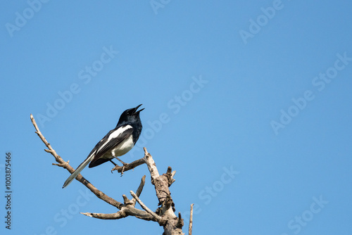 Obraz na płótnie Oriental magpie robin bird w salonie