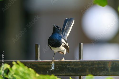 Obraz na płótnie Oriental magpie robin bird w salonie