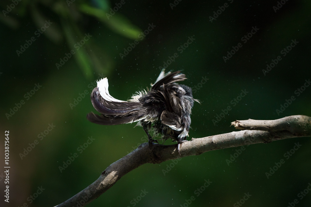 Oriental magpie robin, Copsychus saularis