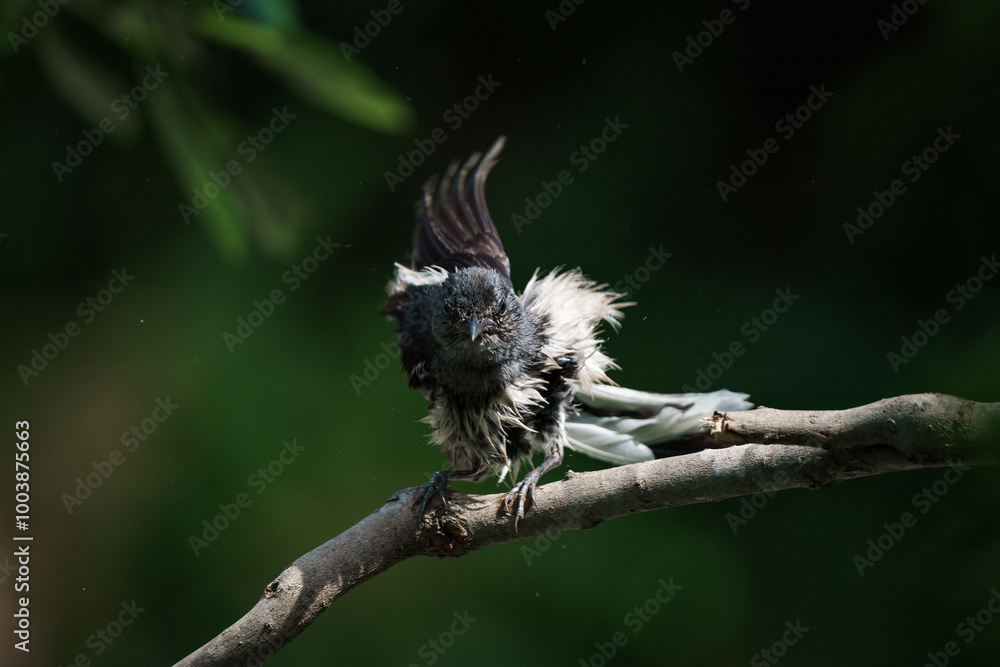 Oriental magpie robin, Copsychus saularis