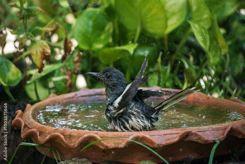 Oriental magpie robin bird