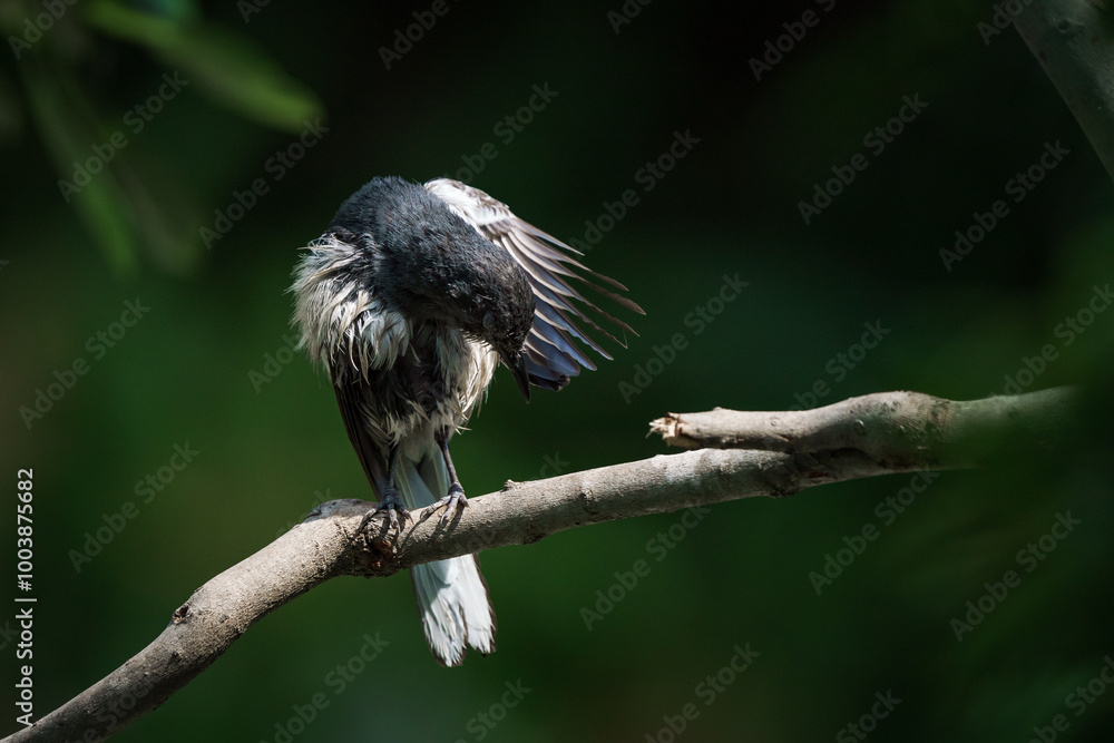 Oriental magpie robin, Copsychus saularis