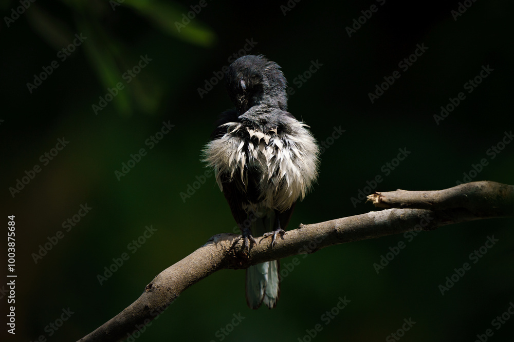 Oriental magpie robin, Copsychus saularis