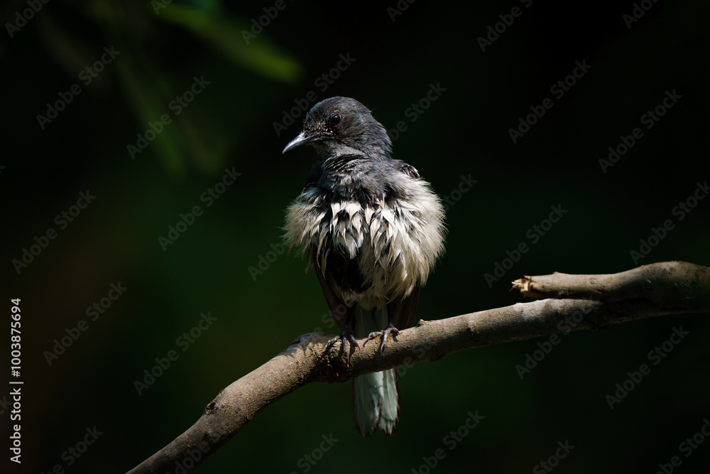 Oriental magpie robin, Copsychus saularis