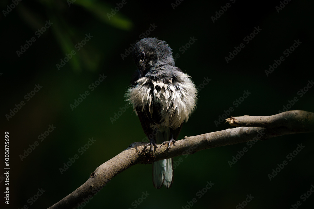 Oriental magpie robin, Copsychus saularis
