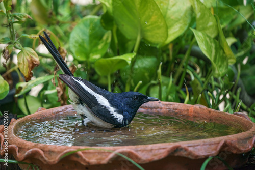 Obraz na płótnie Oriental magpie robin bird w salonie