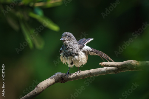 Obraz na płótnie Oriental magpie robin, Copsychus saularis w salonie