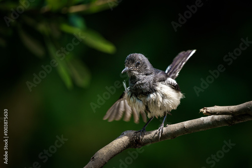 Oriental magpie robin, Copsychus saularis photo