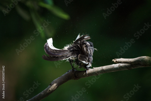 Obraz na płótnie Oriental magpie robin, Copsychus saularis w salonie