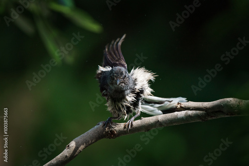 Obraz na płótnie Oriental magpie robin, Copsychus saularis w salonie