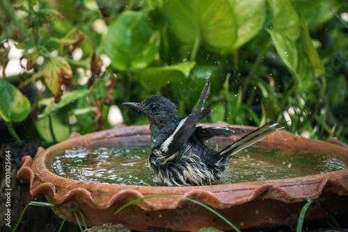 Obraz na płótnie Oriental magpie robin bird w salonie