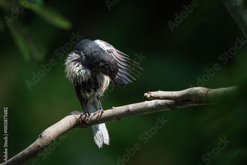 Obraz na płótnie Oriental magpie robin, Copsychus saularis w salonie