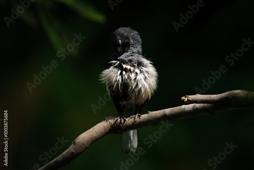 Obraz na płótnie Oriental magpie robin, Copsychus saularis w salonie