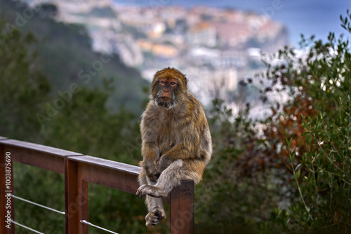 Barbary macaque, Macaca sylvanus, wild monkey in Gibraltar. The only one monkey species on the European continent. Urban wildlife on the top of Rock og Gibraltar. Animal in the nature.
