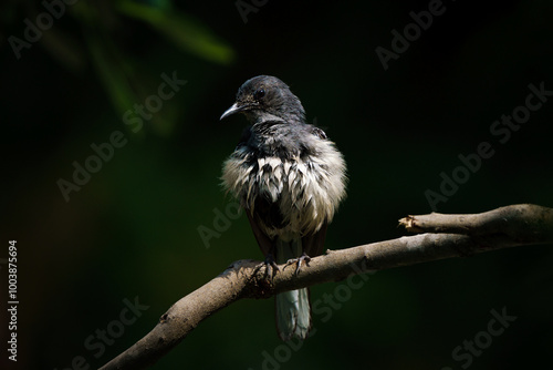 Obraz na płótnie Oriental magpie robin, Copsychus saularis w salonie