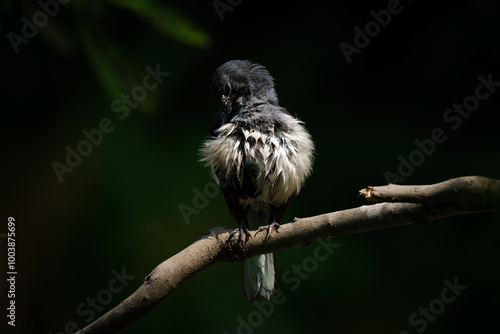 Obraz na płótnie Oriental magpie robin, Copsychus saularis w salonie