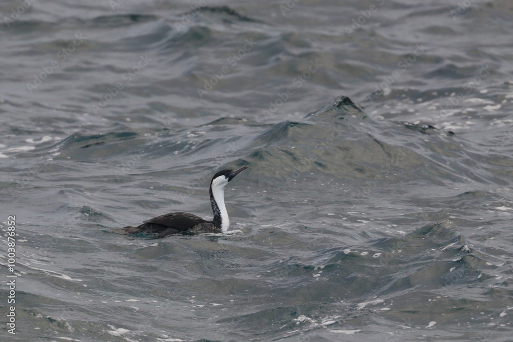 Fototapeta premium cormorant