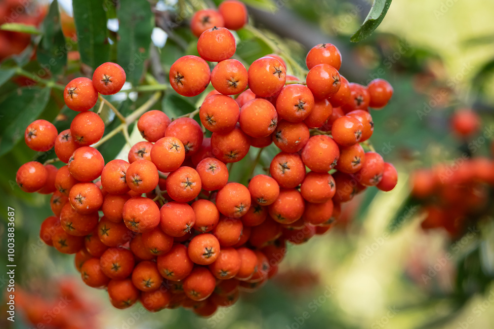Close-up of vibrant red rowan berries hanging from a tree branch on a sunny day. Concept of nature's beauty, seasonal harvest, and the abundance of autumn fruits Close-up of vibrant red rowan berries hanging from a tree branch on a sunny day. Concept of nature's beauty, seasonal harvest, and the abundance of autumn fruits
