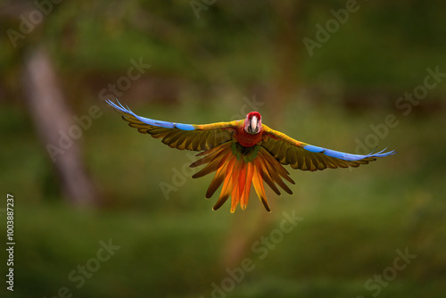 Macaw rare form Ara macao x Ara ambigua, in tropical forest, Costa Rica. Red hybrid fly parrot in forest. Wildlife in tropic forest. Parrot flying in dark green vegetation.