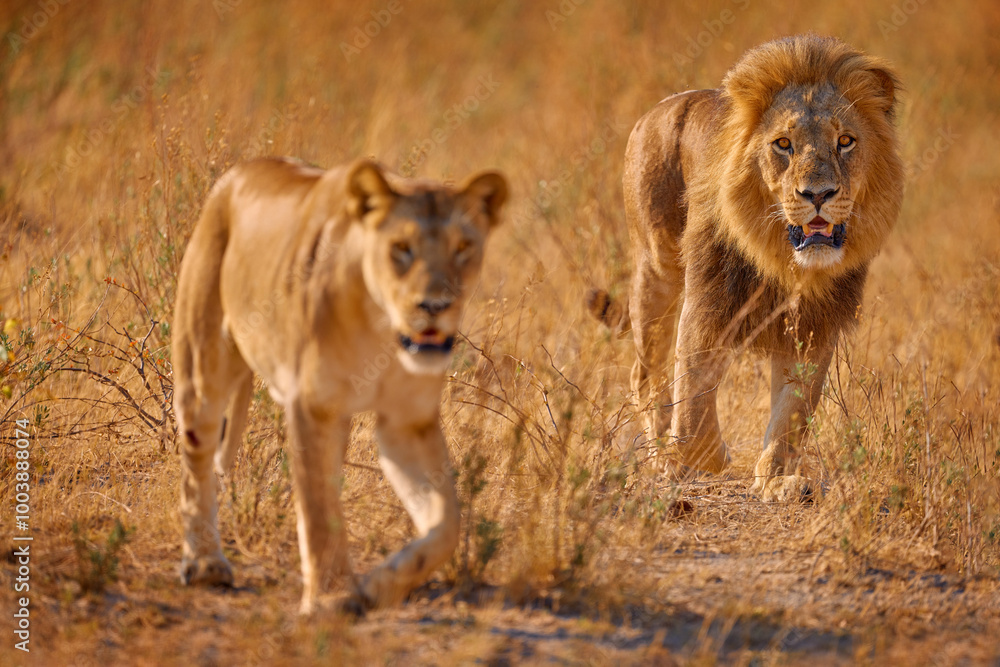 Lion pair, male and female, in golden grass in Okavango delta, Botswana. Safari in Africa. African lion in savanna , with beautiful evening light. Wildlife scene from nature. Animal in Africa. Lion pair, male and female, in golden grass in Okavango delta, Botswana. Safari in Africa. African lion in savanna , with beautiful evening light. Wildlife scene from nature. Animal in Africa.