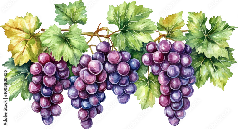 Grapes with leaves, a watercolor illustration on a white background Grapes with leaves, a watercolor illustration on a white background