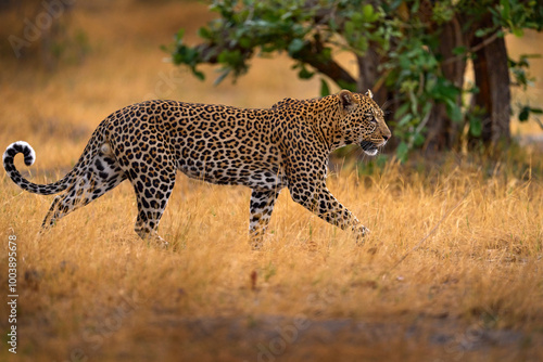 Wildlife nature. Leopard sunset walk. Leopard, Panthera pardus shortidgei, nature habitat, big wild cat in the nature habitat, sunny day on savannah, Khwai River, Moremi Botswana. Africa wildlife.