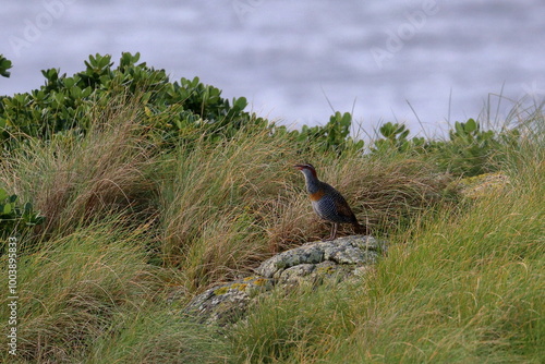 buff breasted rail photo