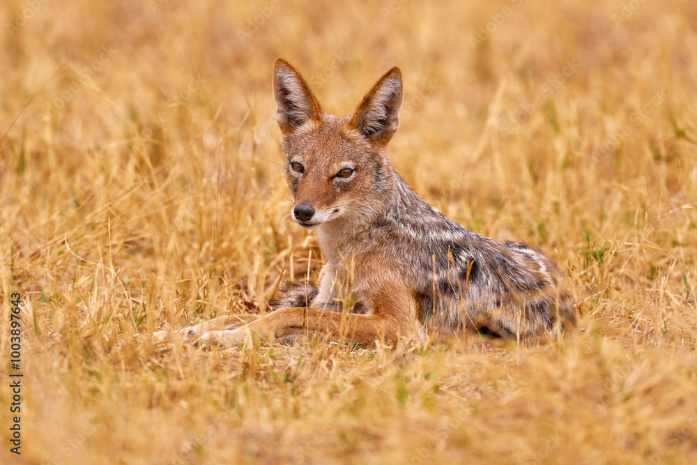 Jackal in nature habitat. Wildlife Africa. Okavango wildlife. Side-striped jackal, Canis adustus, canid native to Africa, in golden grass. Wet season. Safari in Okavango delta, Botswana. Jackal in nature habitat. Wildlife Africa. Okavango wildlife. Side-striped jackal, Canis adustus, canid native to Africa, in golden grass. Wet season. Safari in Okavango delta, Botswana.