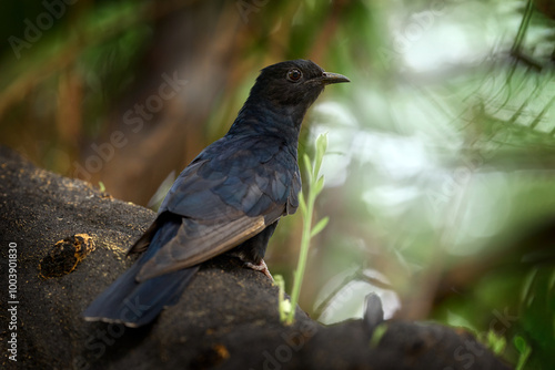 Black cuckoo, Cuculus clamosus, bird sitting on the tree in Maun, Botswana. Cuckoo in the nature habitat, Africa wildlife. Beautiful light in nature, bird in the dark forest vegetation. Birdwatching. photo